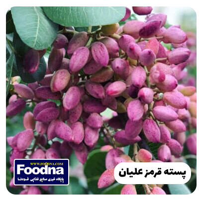 پسته قرمز علیان؛ پادشاه پسته ایران