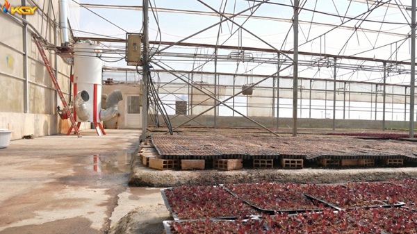 بخاری گلخانه مدرن